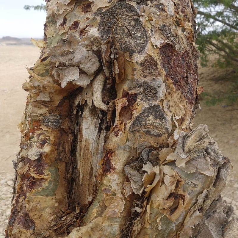 Boswellia Serrata — ledkomfort