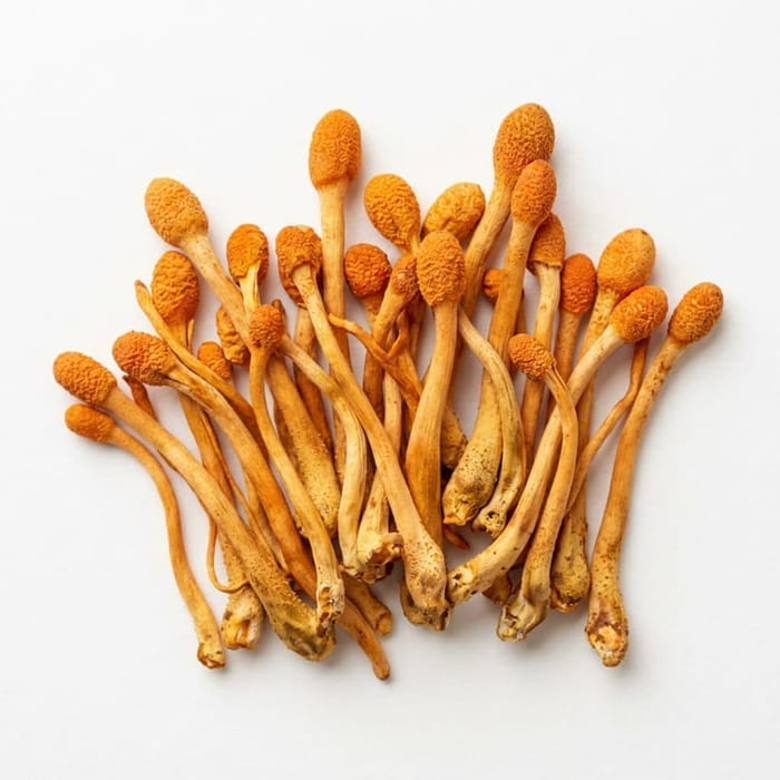 Cordyceps — Oxygen use, endurance