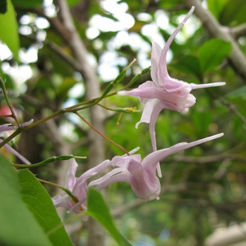 Horny Goat Weed — icariin-källa