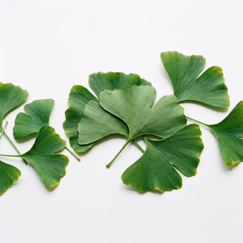 Ginkgo Biloba — Circulation, bleeding risk